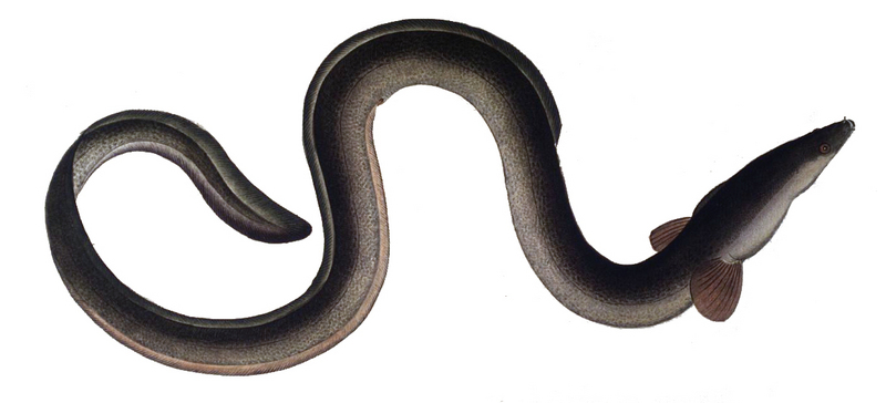 European eel, common eel (Anguilla anguilla); DISPLAY FULL IMAGE.