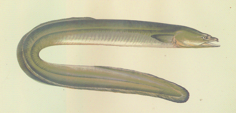 European eel, common eel (Anguilla anguilla); DISPLAY FULL IMAGE.