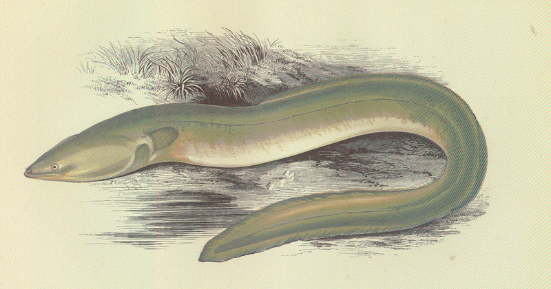 European eel, common eel (Anguilla anguilla); DISPLAY FULL IMAGE.