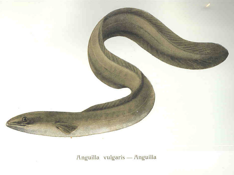 European eel, common eel (Anguilla anguilla); DISPLAY FULL IMAGE.