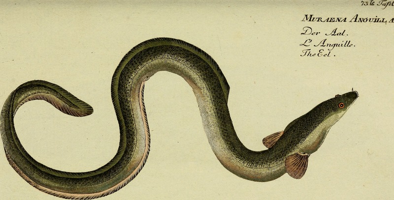 European eel, common eel (Anguilla anguilla); DISPLAY FULL IMAGE.