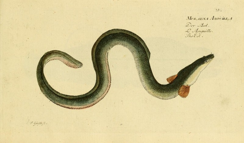 European eel, common eel (Anguilla anguilla); DISPLAY FULL IMAGE.