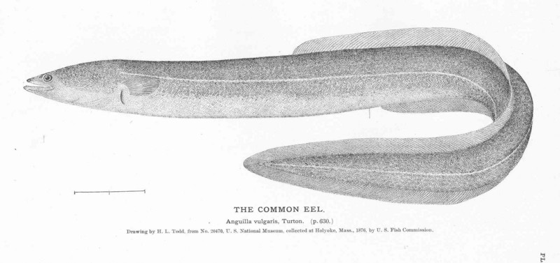 European eel, common eel (Anguilla anguilla); DISPLAY FULL IMAGE.