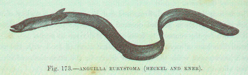 European eel, common eel (Anguilla anguilla); DISPLAY FULL IMAGE.
