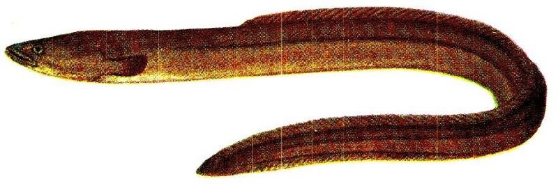 European eel, common eel (Anguilla anguilla); DISPLAY FULL IMAGE.