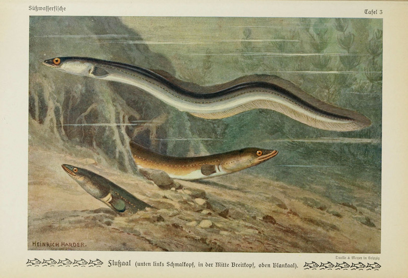 European eel, common eel (Anguilla anguilla); DISPLAY FULL IMAGE.