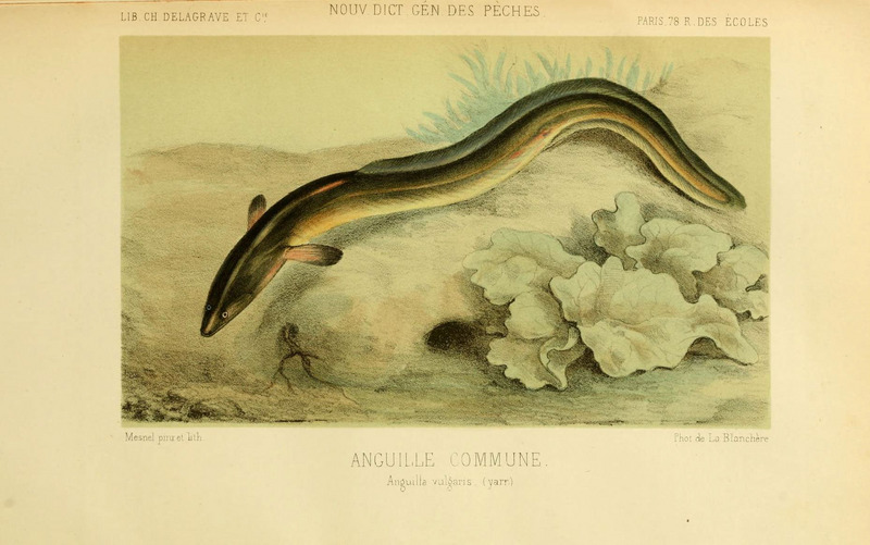 European eel, common eel (Anguilla anguilla); DISPLAY FULL IMAGE.