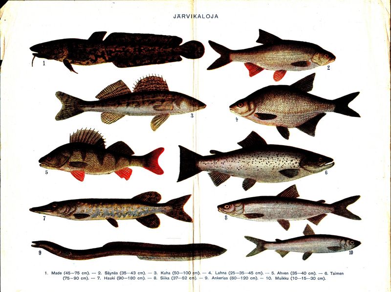 burbot (Lota lota), ide (Leuciscus idus), Zander (Sander lucioperca), freshwater bream (Abramis brama), European perch (Perca fluviatilis), brown trout (Salmo trutta), northern pike (Esox lucius), European whitefish (Coregonus lavaretus), common eel (Anguilla anguilla), vendace (Coregonus albula); DISPLAY FULL IMAGE.
