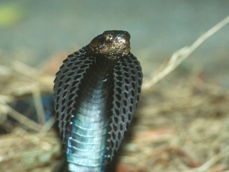 Equatorial spitting cobra (Naja sumatrana); DISPLAY FULL IMAGE.