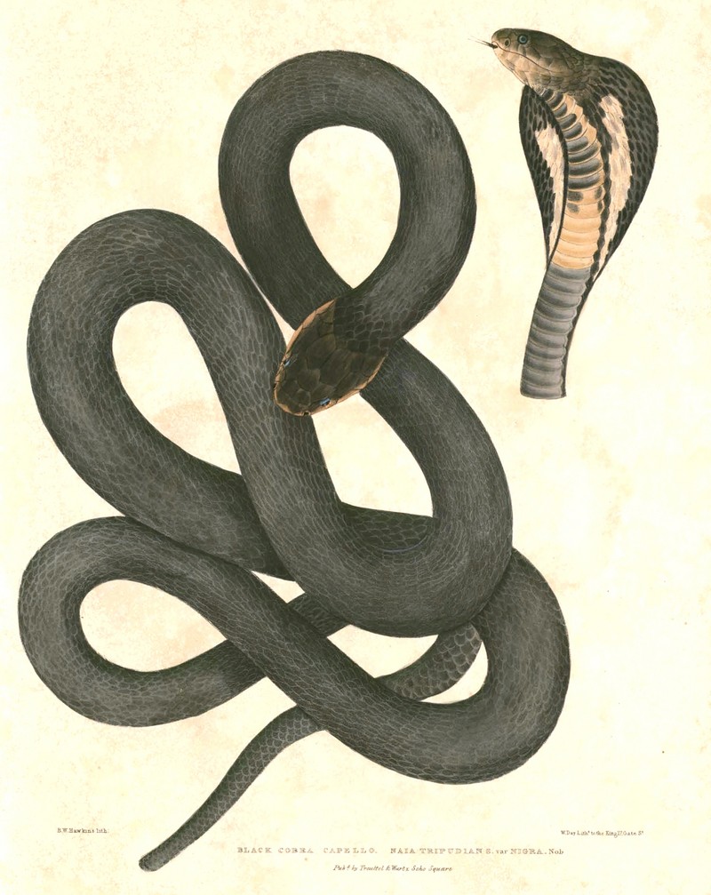 Equatorial spitting cobra (Naja sumatrana); DISPLAY FULL IMAGE.