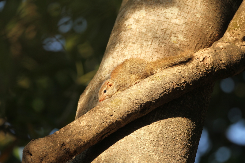 Madras treeshrew, Indian tree shrew (Anathana ellioti); DISPLAY FULL IMAGE.