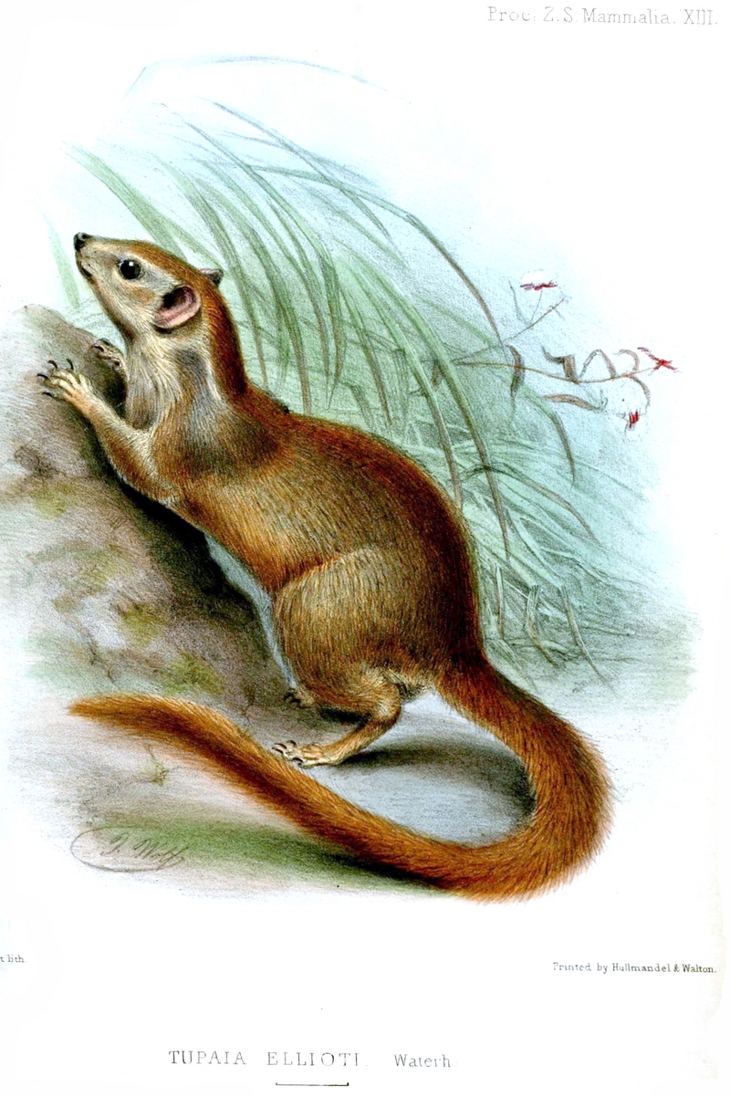 Madras treeshrew, Indian tree shrew (Anathana ellioti); DISPLAY FULL IMAGE.