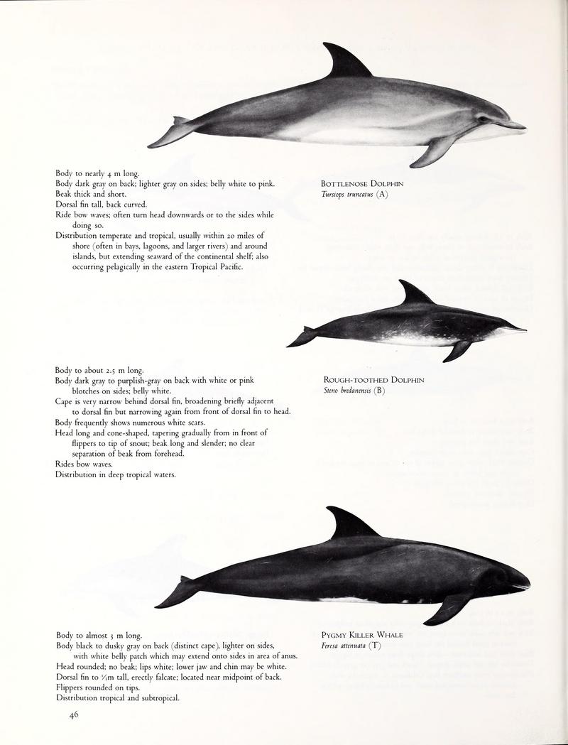 Atlantic bottlenose dolphin (Tursiops truncatus), rough-toothed dolphin (Steno bredanensis), pygmy killer whale (Feresa attenuata); DISPLAY FULL IMAGE.