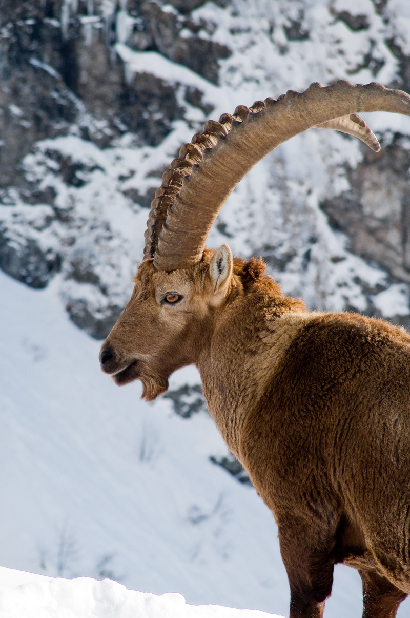 Alpine ibex (Capra ibex); DISPLAY FULL IMAGE.