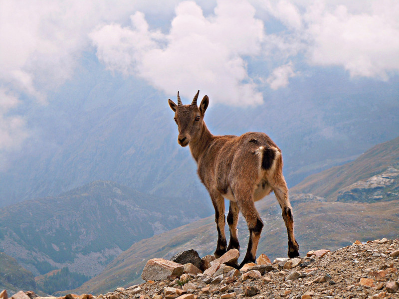 Alpine ibex (Capra ibex); DISPLAY FULL IMAGE.