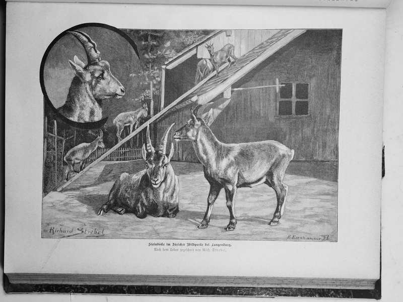 Alpine ibex (Capra ibex); DISPLAY FULL IMAGE.