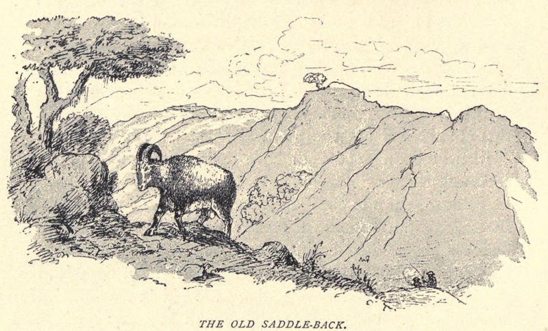 Alpine ibex (Capra ibex); DISPLAY FULL IMAGE.