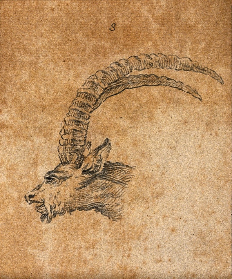 Alpine ibex (Capra ibex); DISPLAY FULL IMAGE.