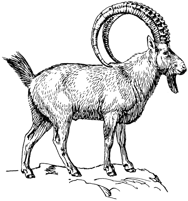 Alpine ibex (Capra ibex); DISPLAY FULL IMAGE.