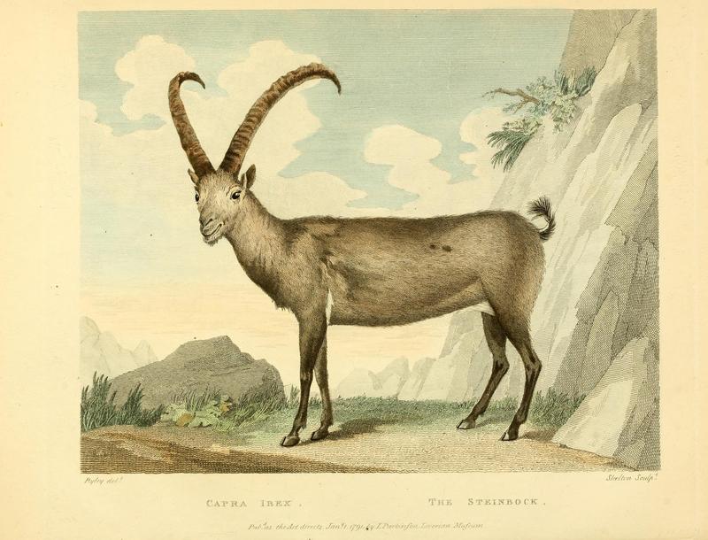 Alpine ibex (Capra ibex); DISPLAY FULL IMAGE.