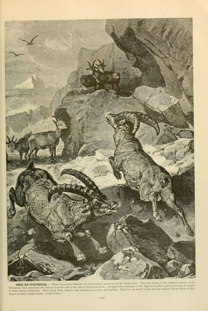 Alpine ibex (Capra ibex); DISPLAY FULL IMAGE.