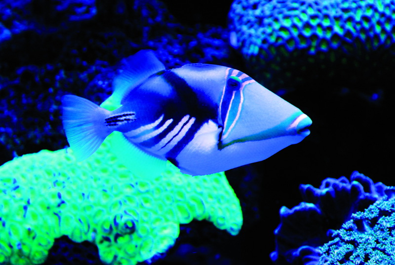 Picasso fish, lagoon triggerfish (Rhinecanthus aculeatus); DISPLAY FULL IMAGE.