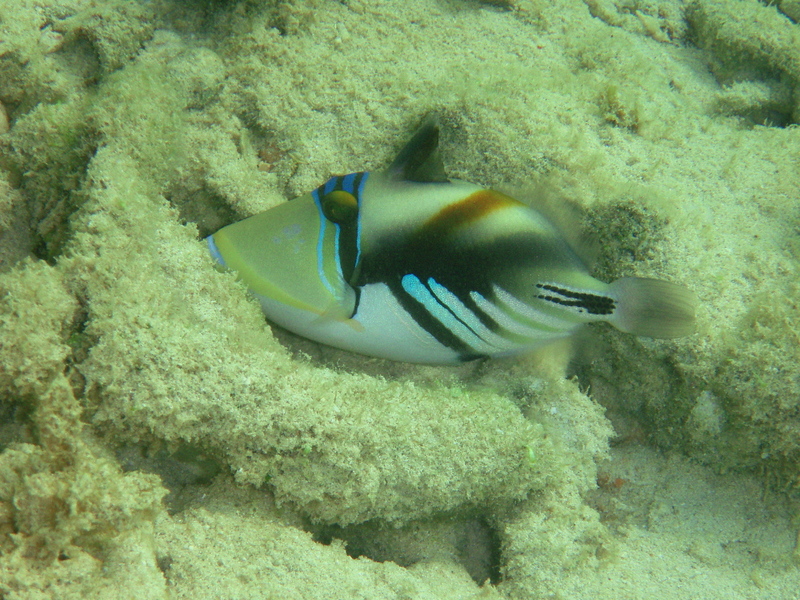 Picasso fish, lagoon triggerfish (Rhinecanthus aculeatus); DISPLAY FULL IMAGE.