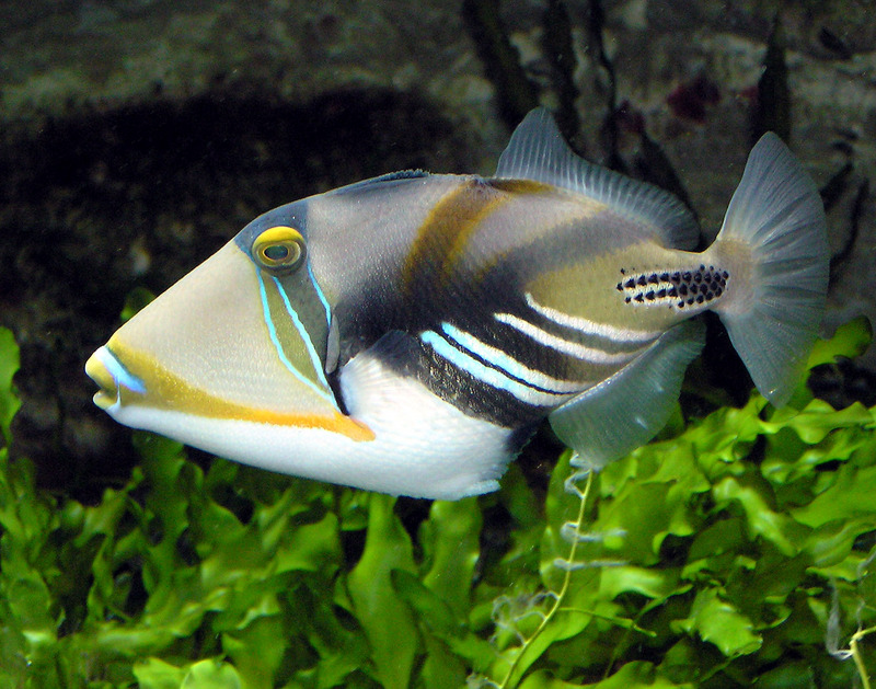 Picasso fish, lagoon triggerfish (Rhinecanthus aculeatus); DISPLAY FULL IMAGE.