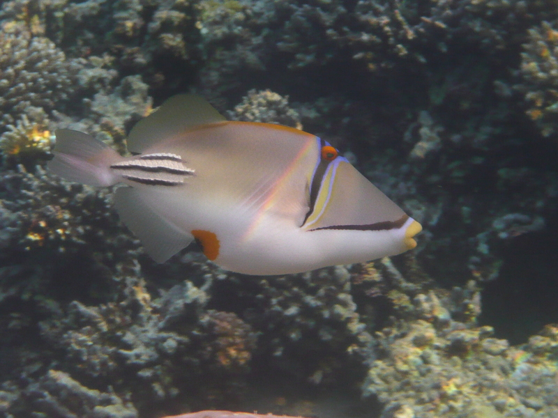 Picasso fish, lagoon triggerfish (Rhinecanthus aculeatus); DISPLAY FULL IMAGE.