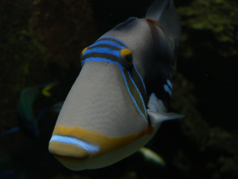 Picasso fish, lagoon triggerfish (Rhinecanthus aculeatus); DISPLAY FULL IMAGE.