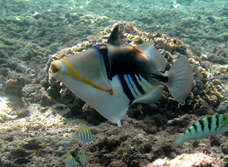 Picasso fish, lagoon triggerfish (Rhinecanthus aculeatus); DISPLAY FULL IMAGE.