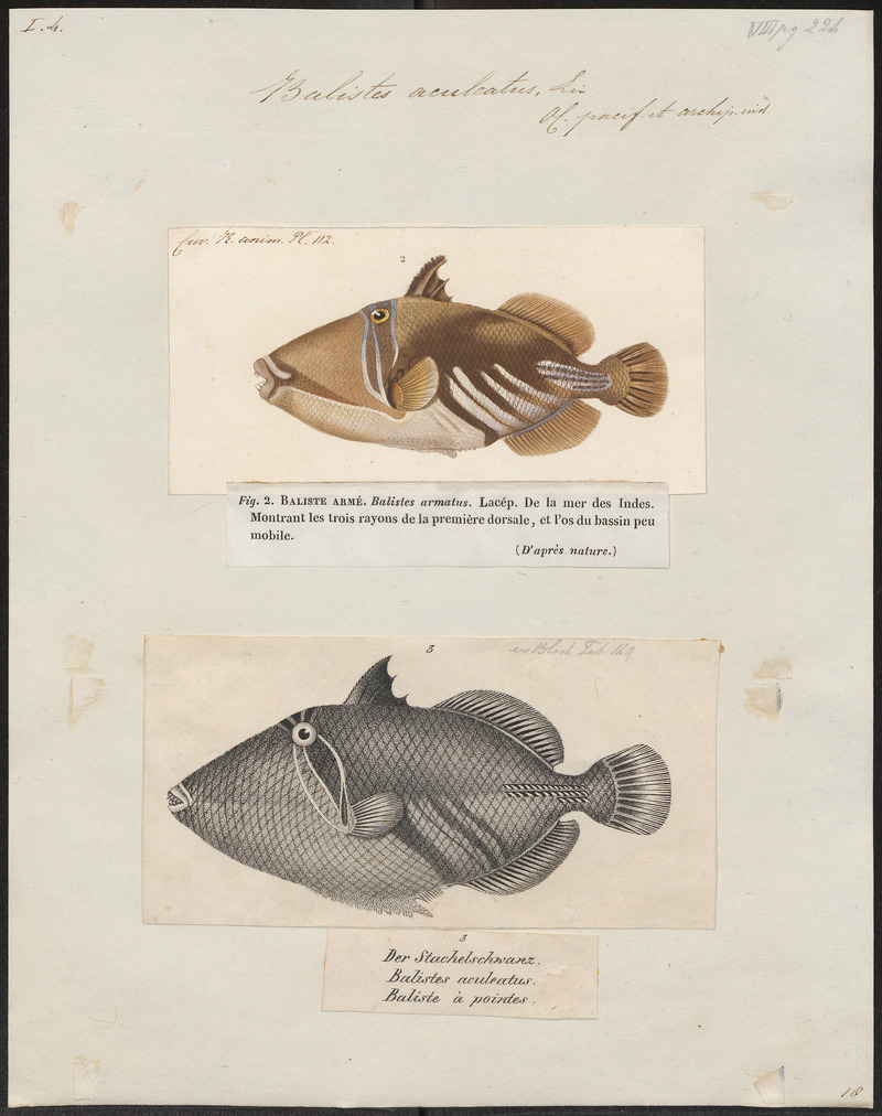 Picasso fish, lagoon triggerfish (Rhinecanthus aculeatus); DISPLAY FULL IMAGE.