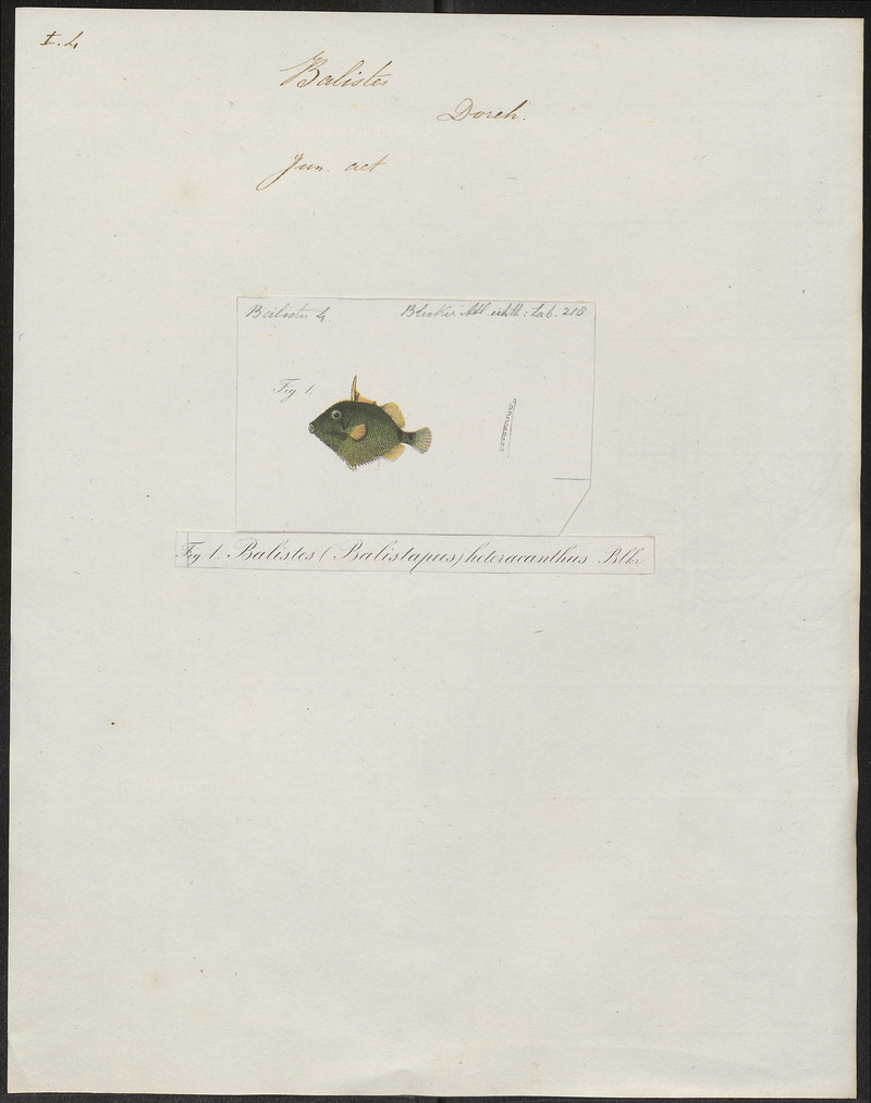 Picasso fish, lagoon triggerfish (Rhinecanthus aculeatus); DISPLAY FULL IMAGE.