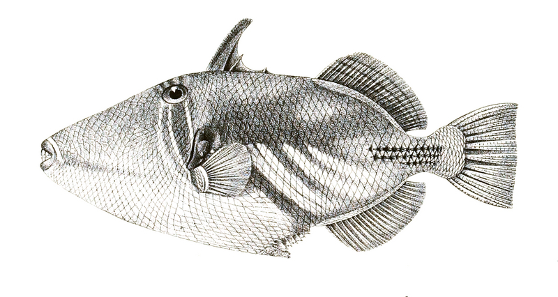 Picasso fish, lagoon triggerfish (Rhinecanthus aculeatus); DISPLAY FULL IMAGE.