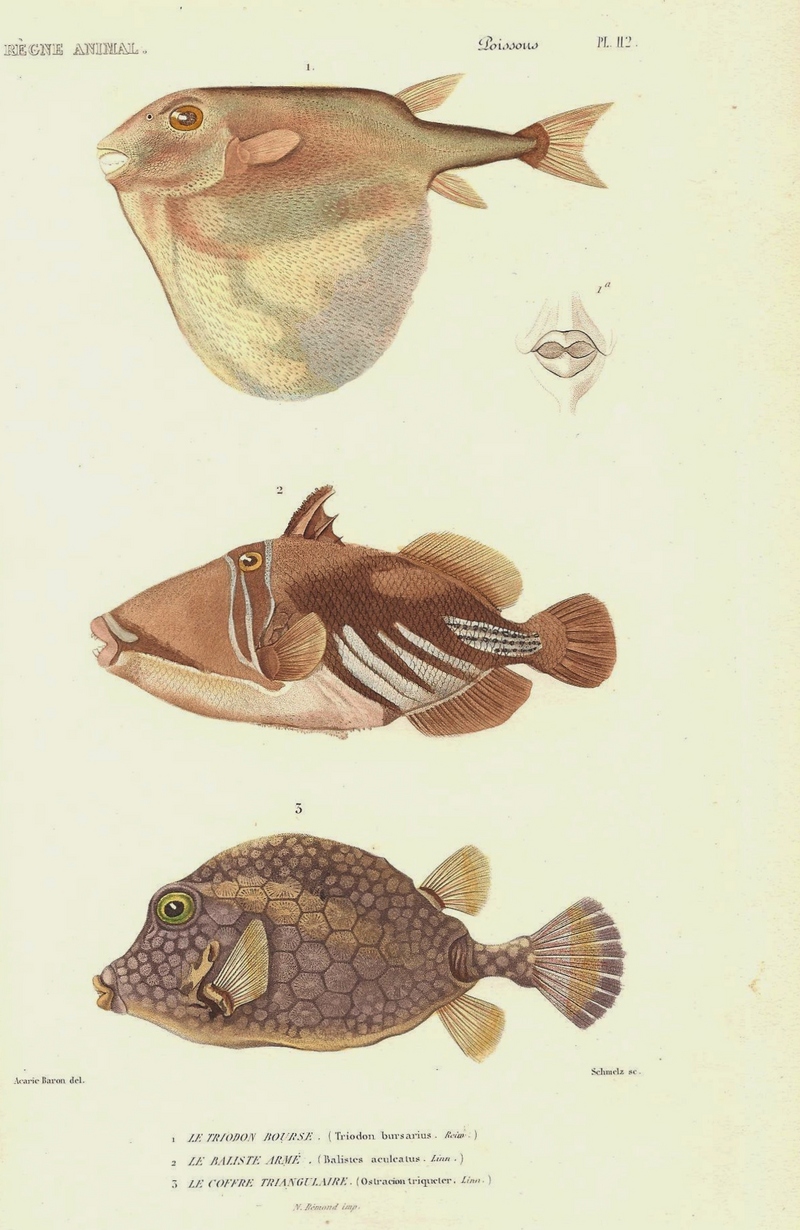 threetooth puffer (Triodon macropterus), lagoon triggerfish (Rhinecanthus aculeatus), smooth trunkfish (Lactophrys triqueter); DISPLAY FULL IMAGE.