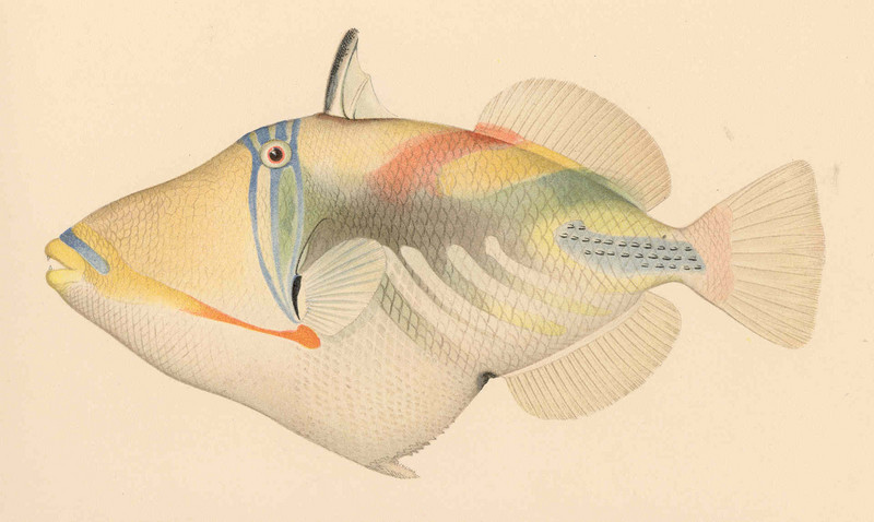Picasso fish, lagoon triggerfish (Rhinecanthus aculeatus); DISPLAY FULL IMAGE.
