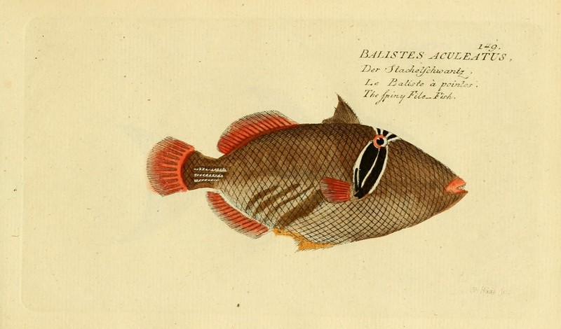 Picasso fish, lagoon triggerfish (Rhinecanthus aculeatus); DISPLAY FULL IMAGE.