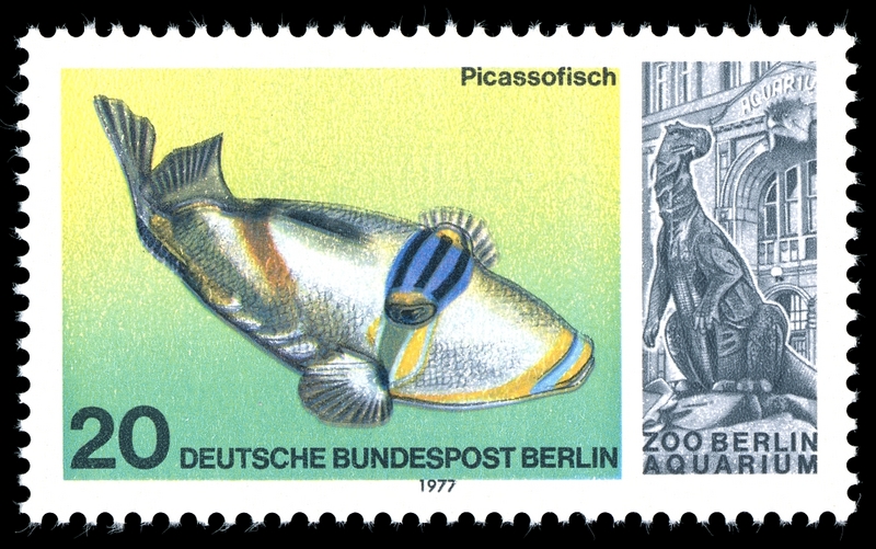 Picasso fish, lagoon triggerfish (Rhinecanthus aculeatus); DISPLAY FULL IMAGE.