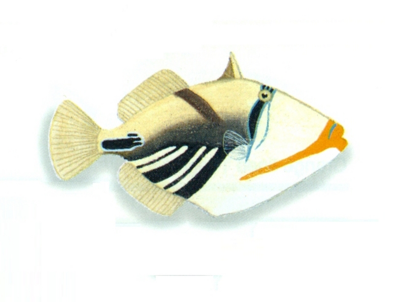 Picasso fish, lagoon triggerfish (Rhinecanthus aculeatus); DISPLAY FULL IMAGE.