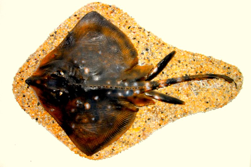 thornback ray, thornback skate (Raja clavata); DISPLAY FULL IMAGE.