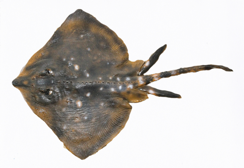 thornback ray, thornback skate (Raja clavata); DISPLAY FULL IMAGE.