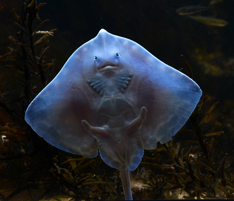 thornback ray, thornback skate (Raja clavata); DISPLAY FULL IMAGE.