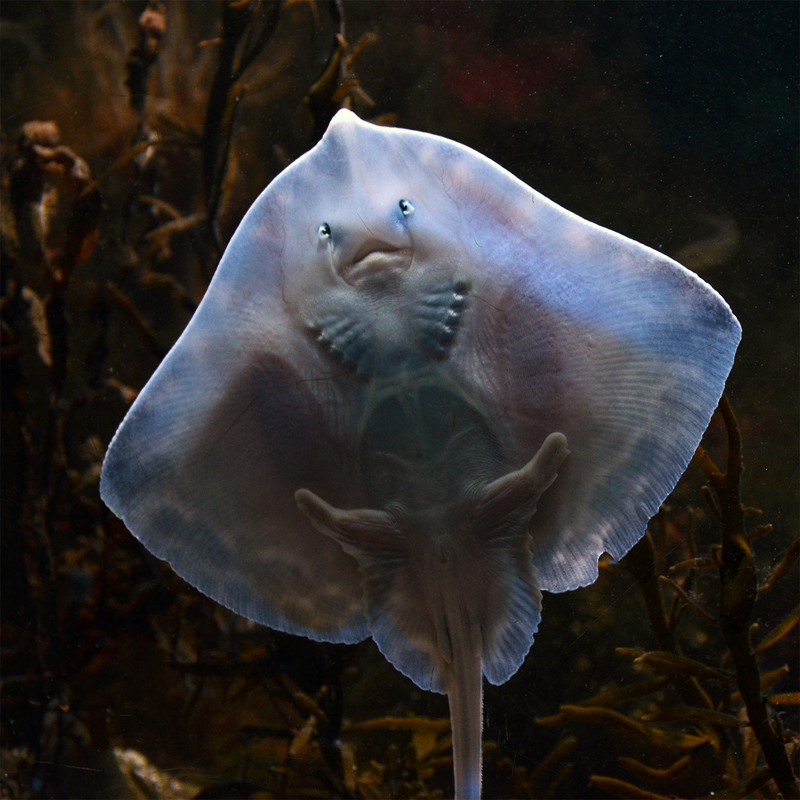 thornback ray, thornback skate (Raja clavata); DISPLAY FULL IMAGE.