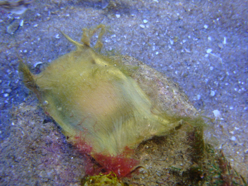 thornback ray, thornback skate (Raja clavata); DISPLAY FULL IMAGE.