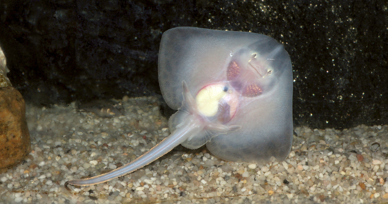 thornback ray, thornback skate (Raja clavata); DISPLAY FULL IMAGE.