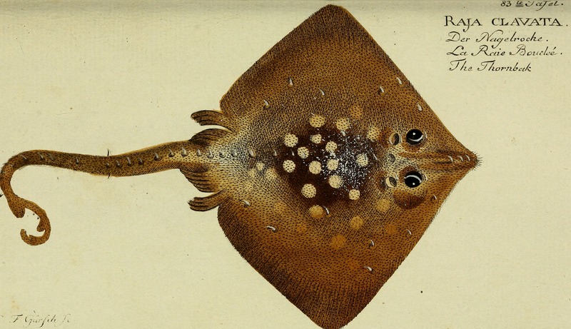 thornback ray, thornback skate (Raja clavata); DISPLAY FULL IMAGE.