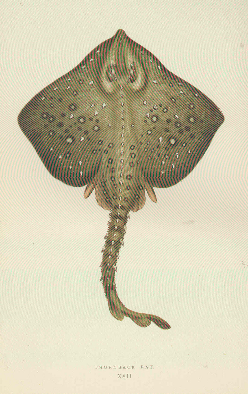 thornback ray, thornback skate (Raja clavata); DISPLAY FULL IMAGE.