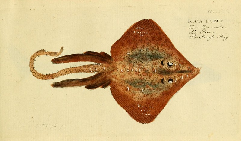 thornback ray, thornback skate (Raja clavata); DISPLAY FULL IMAGE.