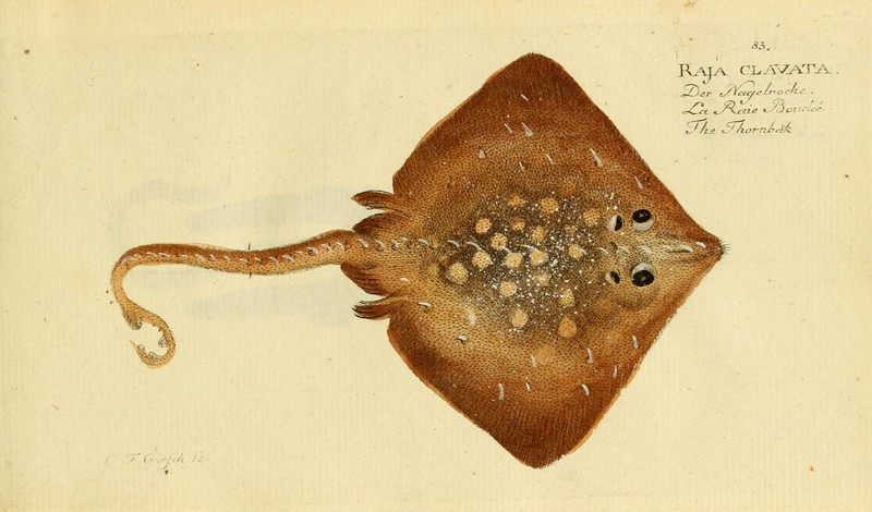 thornback ray, thornback skate (Raja clavata); DISPLAY FULL IMAGE.