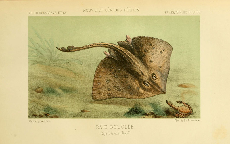 thornback ray, thornback skate (Raja clavata); DISPLAY FULL IMAGE.